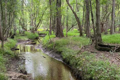 woods-and-stream